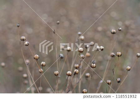 Common flax or linum usitatissimum,flax or linseed dry seeds capsules at the field. 118551932