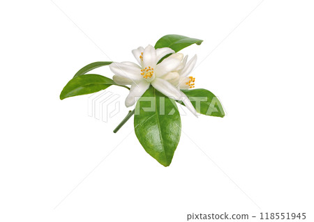 Neroli flowers bunch isolated on white background Neroli flowers bunch isolated on white background 118551945