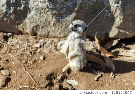 看看Meerkat 看看Meerkat 118551947