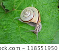 snails  118551950