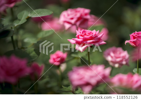 Rose of pink Rose of pink 118552126