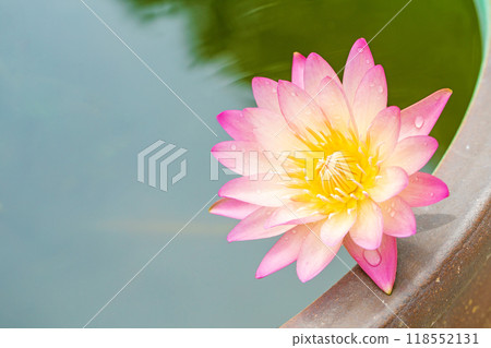 Flowers and plants around the house, various for each season. Beautiful pink and white water lilies have bloomed in the pool of the Water Forest Greenhouse. Flowers and plants around the house, various for each season. Beautiful pink and white water lilies have bloomed in the pool of the Water Forest Greenhouse. 118552131