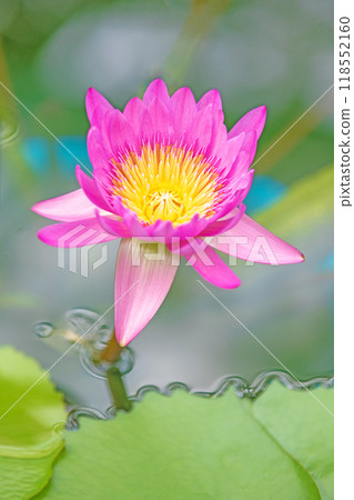 房子周圍鮮花盛開 - 各種季節 - 美麗的粉紅色和白色睡蓮在水森林溫室的水池中盛開。 118552160