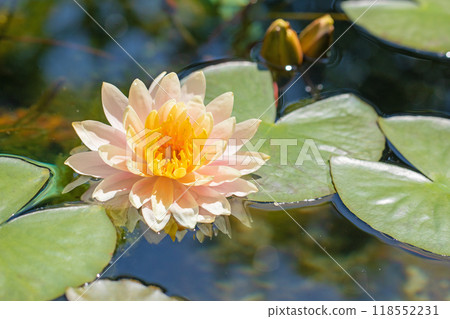 Flowers and plants around the house, various for each season. Beautiful pink and white water lilies have bloomed in the pool of the Water Forest Greenhouse. 118552231