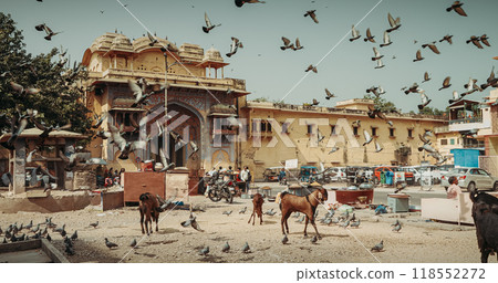 Jaipur, Rajasthan, India. Goats And Pigeons Feed On Streets Of Jaipur Near Fortress Gates. Every Day Life Of India. Many Pigeons Fly In . Street Vendors Sells Bird Food Jaipur, Rajasthan, India. Goats And Pigeons Feed On Streets Of Jaipur Near Fortress Gates. Every Day Life Of India. Many Pigeons Fly In . Street Vendors Sells Bird Food 118552272