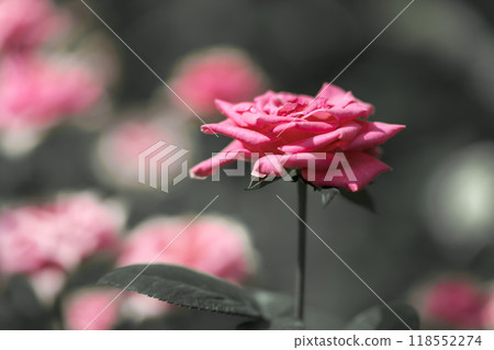 粉紅色的玫瑰 118552274