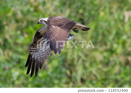 Osprey catching and carrying a fish Osprey catching and carrying a fish 118552400