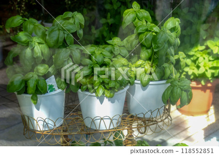 Basil seedlings in flower pots for home gardens 118552851