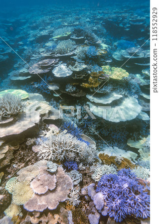Okinawa Photo: Miyako Island Yaebisho Coral Reef 118552929