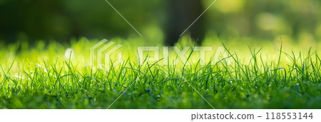 Dew green grass glowing soft morning sunlight lush outdoor setting horizontal background 118553144
