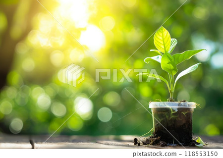 Young green seedling plastic cup soil wooden table bright sunlight outdoor copy space 118553150