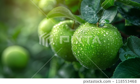 Fresh green apples water droplets hanging tree branch lush orchard Fresh green apples water droplets hanging tree branch lush orchard 118553468