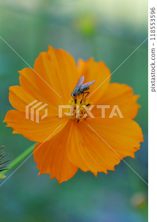 一隻蜜蜂棲息在黃色的波斯菊上 118553596