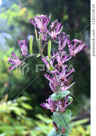Autumn flowers: Hototogisu Autumn flowers: Hototogisu 118553619