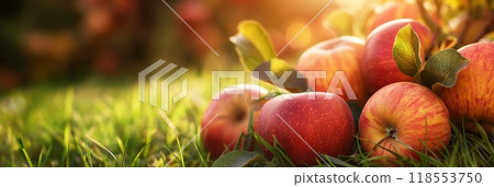 Freshly picked red apples green leaves lying grass orchard sunset horizontal background copy space 118553750