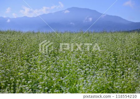 白色花開的蕎麥麵 118554210