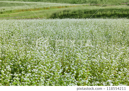 遍布的蕎麥田 118554211