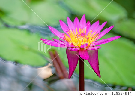 房子周圍鮮花盛開 - 各種季節 - 美麗的粉紅色和白色睡蓮在水森林溫室的水池中盛開。 房子周圍鮮花盛開 - 各種季節 - 美麗的粉紅色和白色睡蓮在水森林溫室的水池中盛開。 118554914
