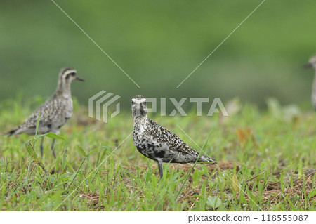 太平洋金斑鴴 118555087