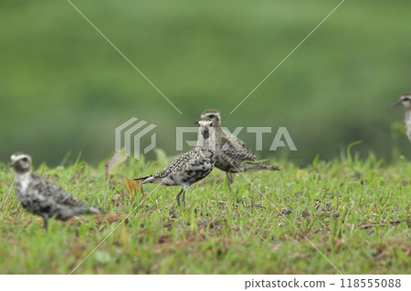 太平洋金斑鴴 118555088