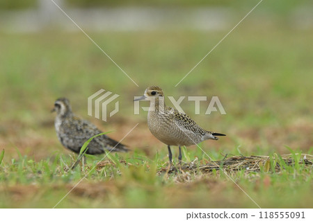 太平洋金斑鴴 118555091