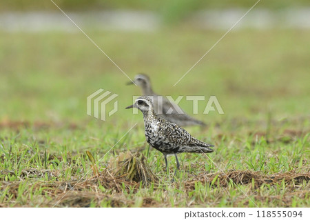 太平洋金斑鴴 118555094