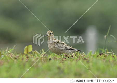 太平洋金斑鴴 118555096