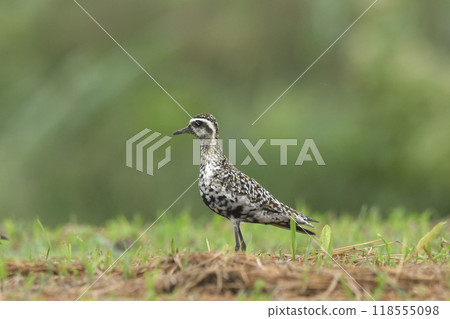 太平洋金斑鴴 118555098