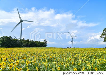 Sunflower of Nunobiki plateau 118555227