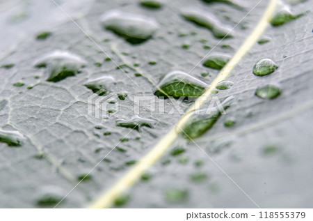 Fallen Leaf on the ground, soaked in rainwater, creating a serene and earthy composition. Fallen Leaf on the ground, soaked in rainwater, creating a serene and earthy composition. 118555379