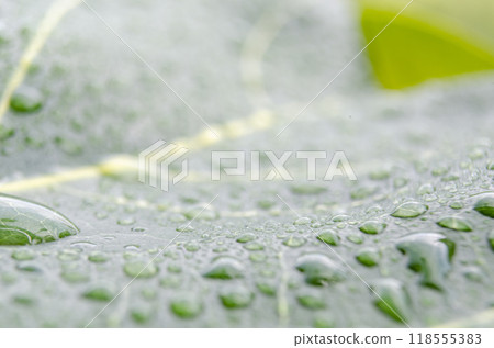Close up of rain droplets on green leaf with customizable space for text or messages. Close up of rain droplets on green leaf with customizable space for text or messages. 118555383