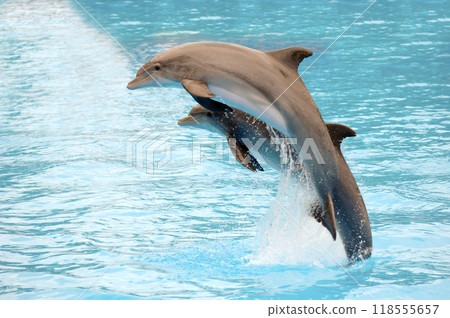 Dolphins jumping 118555657