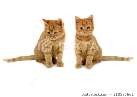 Twin kittens Twin kittens 118555661
