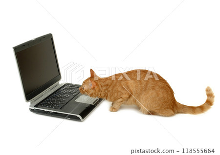 Cat is looking at laptop 118555664