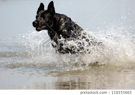 Black dog in the water Black dog in the water 118555665
