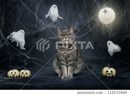 Cute fat Scottish straight cat Halloween background with cobwebs. Halloween cat, ghosts, pumpkins and glowing moon on dark blue night background. Cute fat Scottish straight cat Halloween background with cobwebs. Halloween cat, ghosts, pumpkins and glowing moon on dark blue night background. 118555669