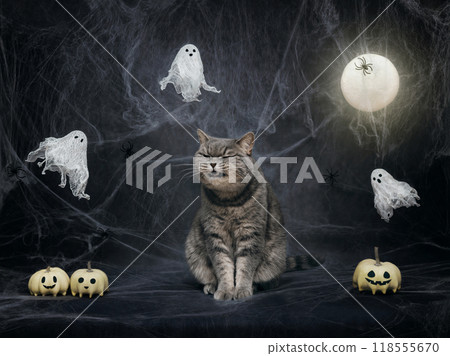 Halloween cat smiling on night background with glowing moon. Scottish straight cat with ghosts, jack lantern pumpkin head and cobwebs. Halloween funny pets. Halloween cat smiling on night background with glowing moon. Scottish straight cat with ghosts, jack lantern pumpkin head and cobwebs. Halloween funny pets. 118555670