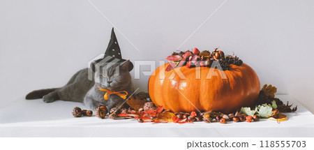 Halloween funny cat in a witch hat and big pumpkin with autumn decorations on white background. Banner. 118555703