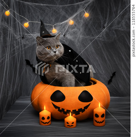 Halloween cat in black witch hat and mantle sitting in a big pumpkin. British cat in wizard costume on dark background with burning candles. 118555764