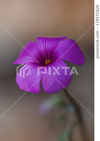 Purple caterpillar flowers blooming in an autumn field 118555826