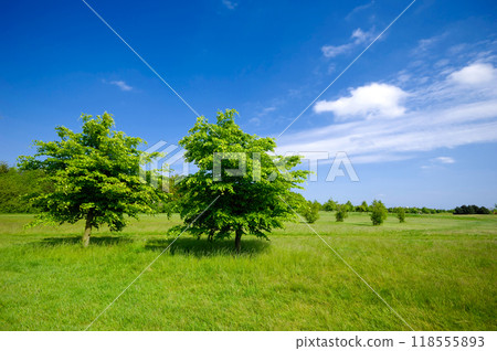 Trees on green field 118555893