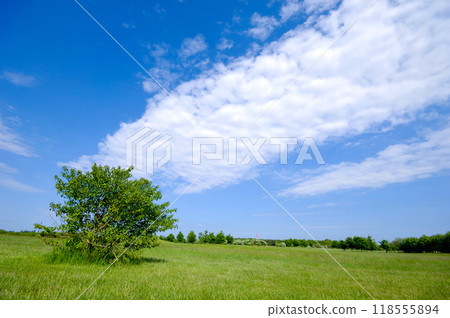 Tree on green field Tree on green field 118555894