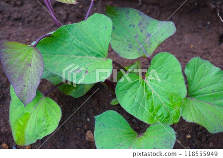 地瓜,地瓜,家庭菜園,田地 地瓜,地瓜,家庭菜園,田地 118555949