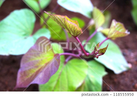 Sweet potato, home garden, field Sweet potato, home garden, field 118555950