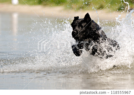 Black dog in water Black dog in water 118555967