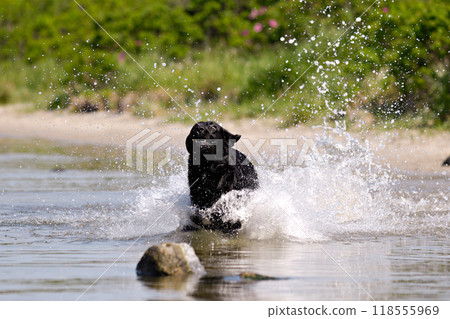 Black dog running in water 118555969