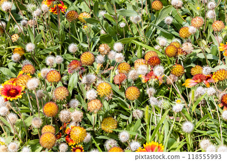 colorful flowers at urban flowerbed in summer 118555993