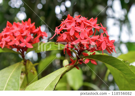 龍船花，夏季新鮮的紅色花朵【日本蒲公英】 118556082
