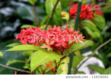 Ixora, Summer Fresh Red Flower [Mountain Red Flower] 118556083