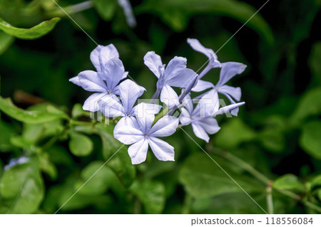 淡藍色的日本鉛松，又稱藍松【松科】 118556084